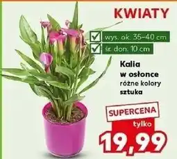 Kaufland Kalia w osłonce 10 cm oferta