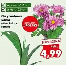 Kaufland Chryzantema letnia śr. donicy 10.5 cm wys. 20-25 oferta