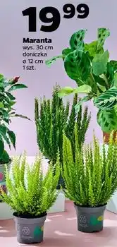 Netto Maranta doniczka 12 cm oferta