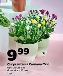 Netto Chryzantema carnaval trio oferta