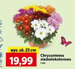 Lidl Chryzantema siedmiokolorowa oferta