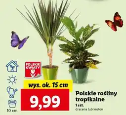 Lidl Polskie rośliny tropikalne oferta