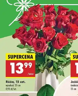 Biedronka Róże 35 cm oferta