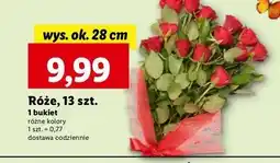 Lidl Róże 28 cm oferta