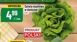 Polomarket Sałata masłowa POLOmarket oferta