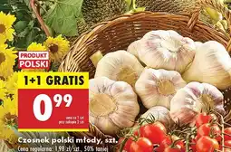 Biedronka Czosnek polski młody 1 szt. Biedronka oferta