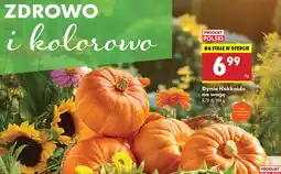 Biedronka Dynia Hokkaido 1 kg Biedronka oferta