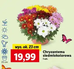 Lidl Chryzantema Ok oferta