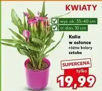 Kaufland Kalia w osłonce 10 cm oferta