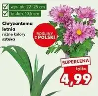 Kaufland Chryzantema letnia śr. donicy 10.5 cm wys. 20-25 oferta