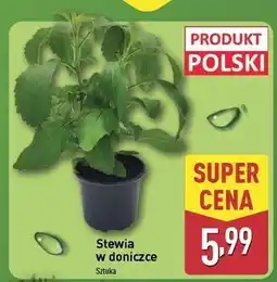 ALDI Stewia polska oferta