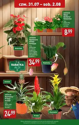 ALDI Anturium 45-60 cm Gardenline oferta