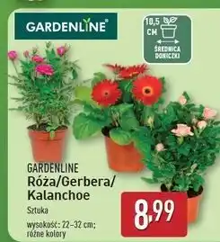 ALDI Kalanchoe w doniczce 10.5 cm Gardenline oferta