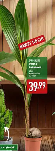 ALDI Palma kokosowa oferta