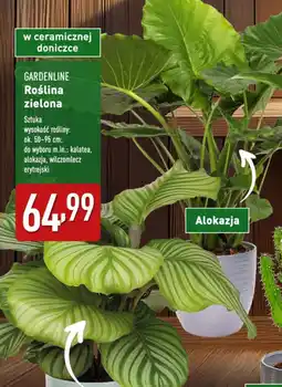 ALDI Roślina zielona oferta