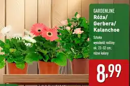 ALDI Róża/ Gerbera/ Kalanchoe oferta