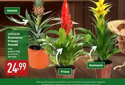 ALDI Guzmania Frizea/Ananas oferta