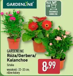 ALDI Róża/Gerbera/ Kalanchoe oferta