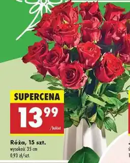 Biedronka Róźa 15 szt oferta