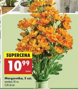 Biedronka Margaretka 5 szt oferta