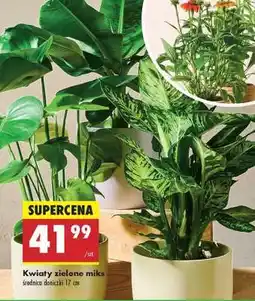 Biedronka Kwiaty zielone miks oferta