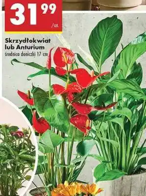 Biedronka Skrzydłokwiat lub Anturium oferta