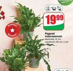 Dino Paproć microsorum oferta