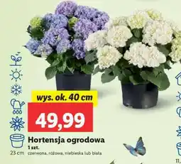 Lidl Hortensja ogrodowa oferta