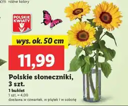 Lidl Polskie słoneczniki, 3 szt oferta