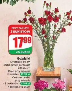 Dino Goździki oferta