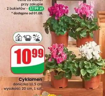 Dino Cyklamen oferta