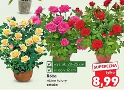 Kaufland Róża oferta