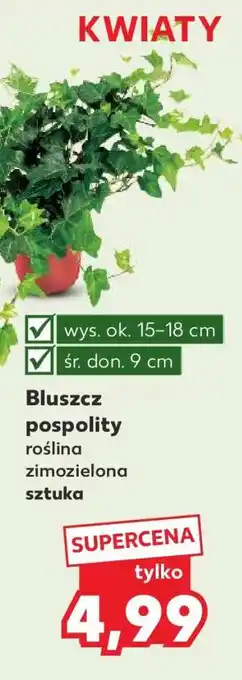 Kaufland Bluszcz pospolity oferta