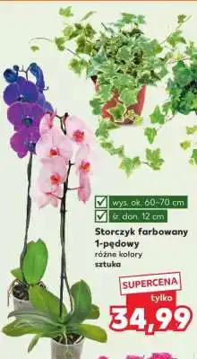 Kaufland Storczyk farbowany 1-pędowy oferta