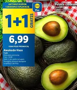 Lidl Awokado hass oferta