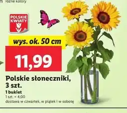 Lidl Słonecznik 50 cm oferta
