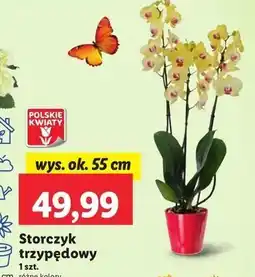 Lidl Storczyk 3-pędowy oferta