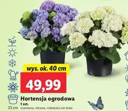 Lidl Hortensja ogrodowa biała oferta