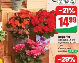 Dino Begonia 30 cm oferta