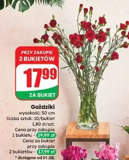 Dino Goździki 50 cm oferta