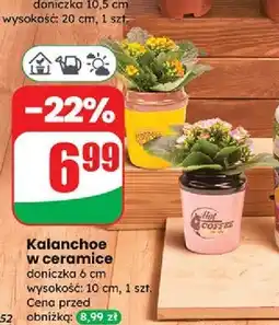 Dino Kalanchoe w ceramicznej doniczce oferta