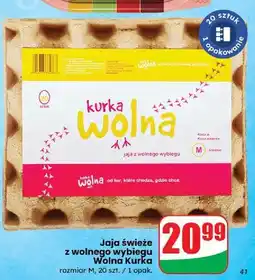 Dino Jaja kl. m Kurka Wolna oferta