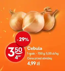 Żabka Cebula Żabka oferta