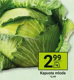 Hitpol Kapusta młoda Hitpol oferta