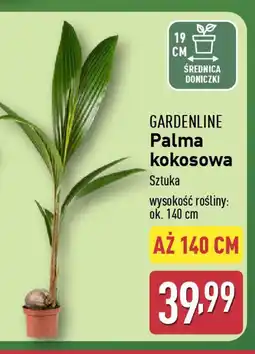 ALDI Palma kokosowa Gardenline oferta