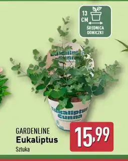ALDI Eukaliptus Gardenline oferta
