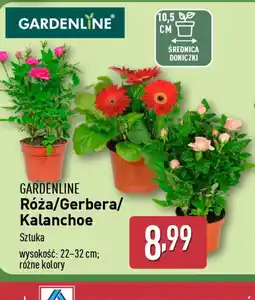 ALDI Róża/Gerbera/Kalanchoe Gardenline oferta