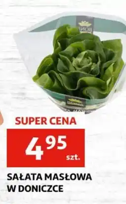 Auchan Sałata masłowa w doniczce oferta