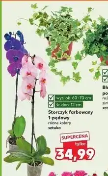 Kaufland Storczyk 1-pędowy oferta