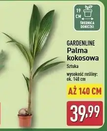 ALDI Palma kokosowa 140 cm Gardenline oferta